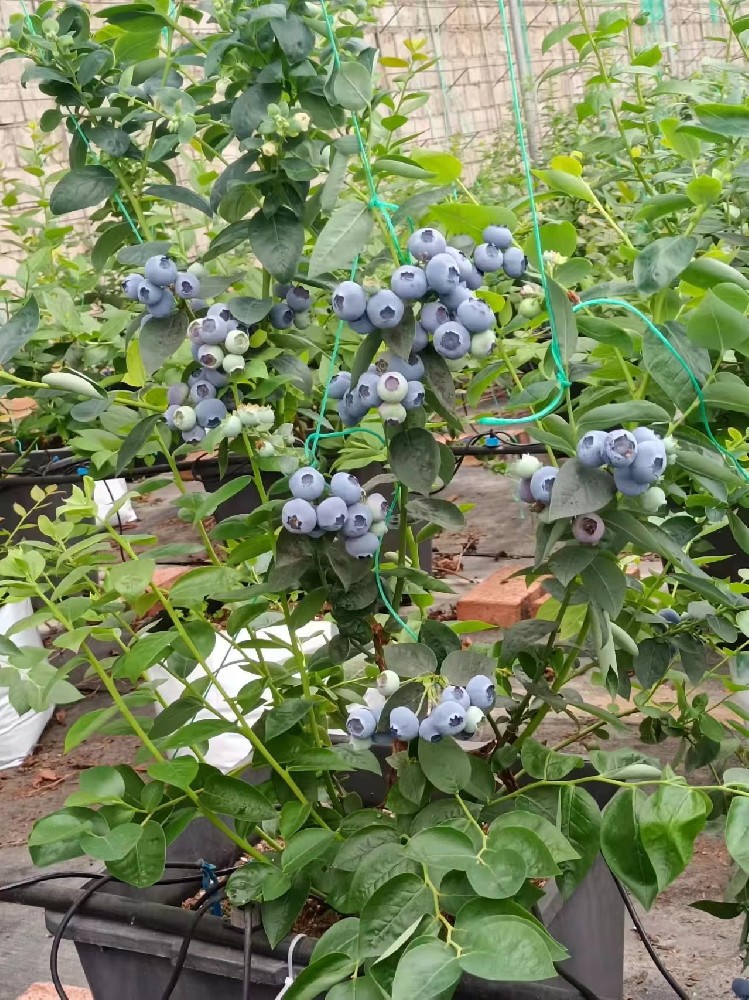 2020年(nián)實驗棚展示