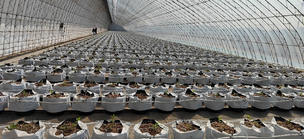 丹東(dōng)鳳城(chéng)市(shì)藍(lán)旗鎮基質藍(lán)莓基地(dì)