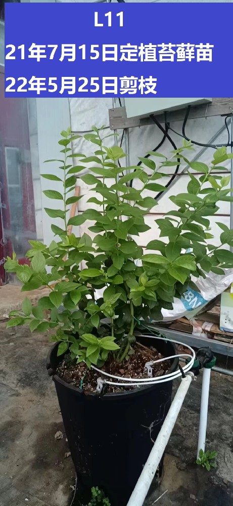 兩年(nián)的(de)基質藍(lán)莓種植經驗