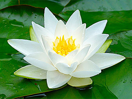 本溪滿族自治縣廣袤大果榛子種植專業合作社